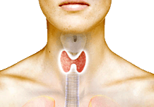Нарушения функции щитовидной железы могут влиять на вес.